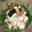 생명이 숨쉬는 자연방사 토종닭 계란 이미지