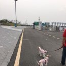 아라몰리