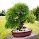 생각하는 정원 | 제주도 산책로 추천 생각하는 정원 내돈내산