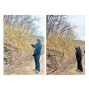 의성ː 제17회 의성 산수유마을 꽃맞이 행사 ✨ 산수유축제 ✨ 방문 후기❣️