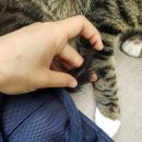 영국동물병원 이미지