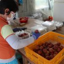 애프리코트(APRICOT) 이미지