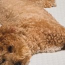 천사펫하우스 이미지