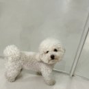 그루밍츄 이미지