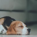 꿀강아지 이미지