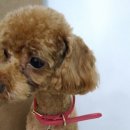 잠실준25시 동물병원 이미지