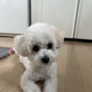 강아지 오줌냄새 제거 안보이는 한방울까지 와그랩 라이트로 다잡아