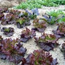 홍구농장 이미지