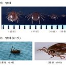 소참 이미지