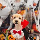 댕스타일 이미지