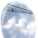 새야새야 이미지