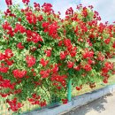 한빛 꽃농원 이미지