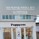 퍼피루스 네이버블로그