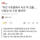 "부산 수돗물에서 녹조 독 검출…낙동강 보 수문 열어야" 이미지