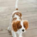 리버동물의료센터 이미지