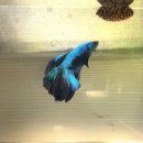 베타봉봉 이미지