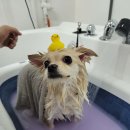 커들리독 이미지