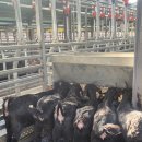 남원흑염소농장 2농장 이미지