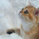 베베멍 강아지고양이분양 시흥본점 이미지