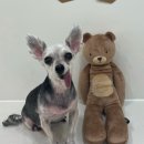 오늘도 아름답개 이미지