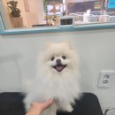 두리애견 이미지