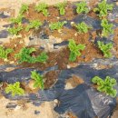 남악농장 이미지