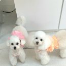 꼬씨와 펫살롱 이미지