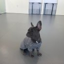 오프독 반려견 종합교육문화센터 이미지