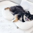 쿨 퍼피 이미지