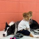 강아지언니 이미지