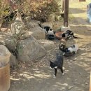 공주중동초등학교 | [공주] 초콜릿이 맛있는 고양이 천국 루치아의 뜰 🐈
