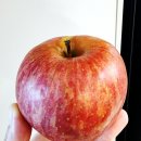 햇빛촌 농원 | 밀양 얼음골 사과 햇빛촌농원에서 부사 10kg 구입한 후기에요.