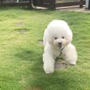 비숑민박