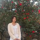 갤럭시세탁소 | 제주 벚꽃 실시간 후기 | 서호마을 벚꽃 개화 상태 보고 왔어요