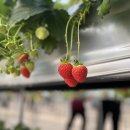 매지밀 딸기농장 이미지