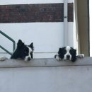 우리들의 댕댕이 | 우리집 보더콜리 댕댕이 대박이 복순이와 새벽 산책 일상 (+망사 가드 착용 후기)