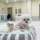 플러피퍼피 이미지