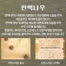 편백나무침대가구