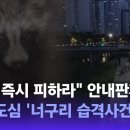 서울 도심에 너구리 출몰 그리고 우당탕탕 시민들 이미지