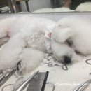 남창애견샵 복실강아지 이미지