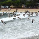 날으는갈매기