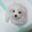 대구강아지분양 테디럽 | 🐶2개월 꼬숑 강아지 대구 테디럽 입양 후기 | 꼬숑 “하리” 성장 기록 시작🐶