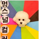 부산애견호텔 강아지 유치원 맘바이 서면본점 네이버블로그
