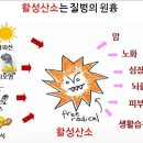 젤슈츠는 면역이 떨어져 있는 분들에게 좋습니다. 이미지