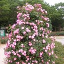 장미공원C 이미지