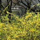 산개나리 Forsythia saxatilis (Nakai) Nakai 이미지