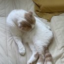 안녕, 그루밍 이미지