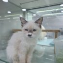 도도한 펫츠 이미지