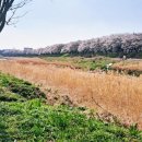 번암리 조천 연꽃공원2 이미지