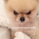 애견동반 멍멍아노올자 이미지